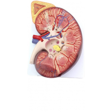 Kidney with Adrenal Gland, 3X Life Size, J-Type